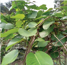 P. nigrescens plant