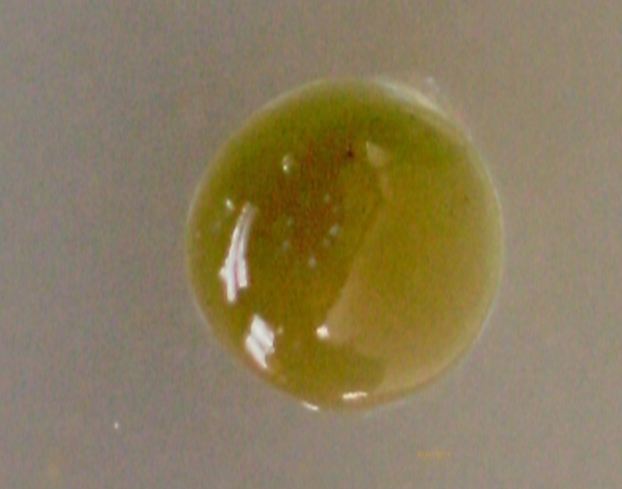 Blastulaperiod