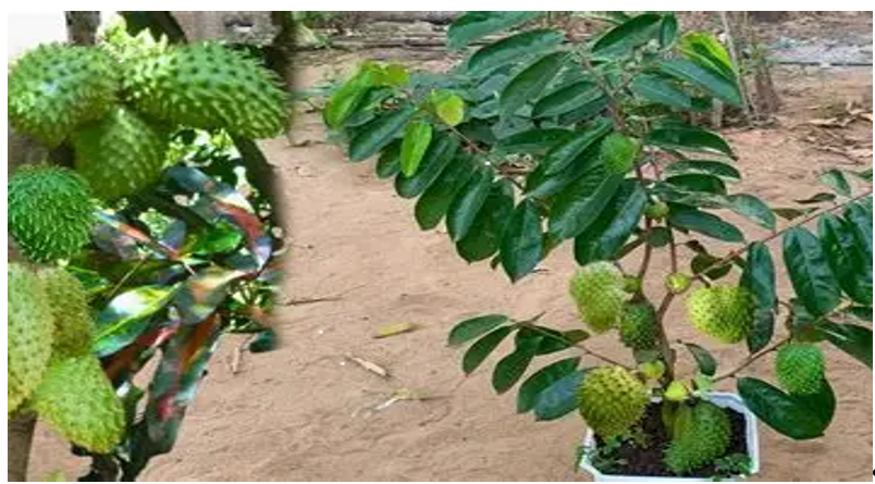 Soursop Plant (Fruit and Leaf)