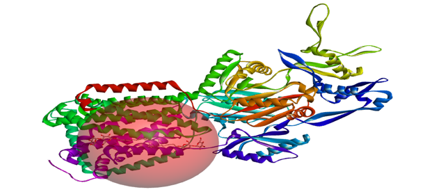 Three-Dimensional Ribbon Representation of the Escherichia coli AcrB Protomer (PDB ID: 4DX5) with Defined Receptor Binding-site Sphere. The Secondary Structure is Rendered in Rainbow Cartoon (N- to C-terminus), Illustrating the Transmembrane Helices and Periplasmic Porter Domain. The Semi-Transparent Red Sphere Designates the Structure-Based Design (SBD) Active-Site Boundary Centered around the co-Crystallized ligand (Minocycline, Shown in Stick Representation), Encompassing the Hydrophobic phenylalanine Trap and Switch Loop Residues Targeted for Receptor Grid generation and Molecular docking Simulations