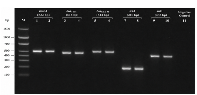 Agarose Gel Electrophoresis showing PCR Amplification of Antibiotic Resistance Genes in Multidrug-resistant Bacterial Isolates. M: 100 bp DNA Ladder; Lanes 1–10: Representative Bacterial Isolates; Positive Bands Correspond to the Expected Amplicon Sizes. Lane 11: Negative Control